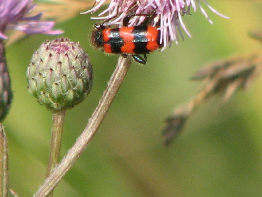 Trichodes apiarius - szalagos méhészbogár