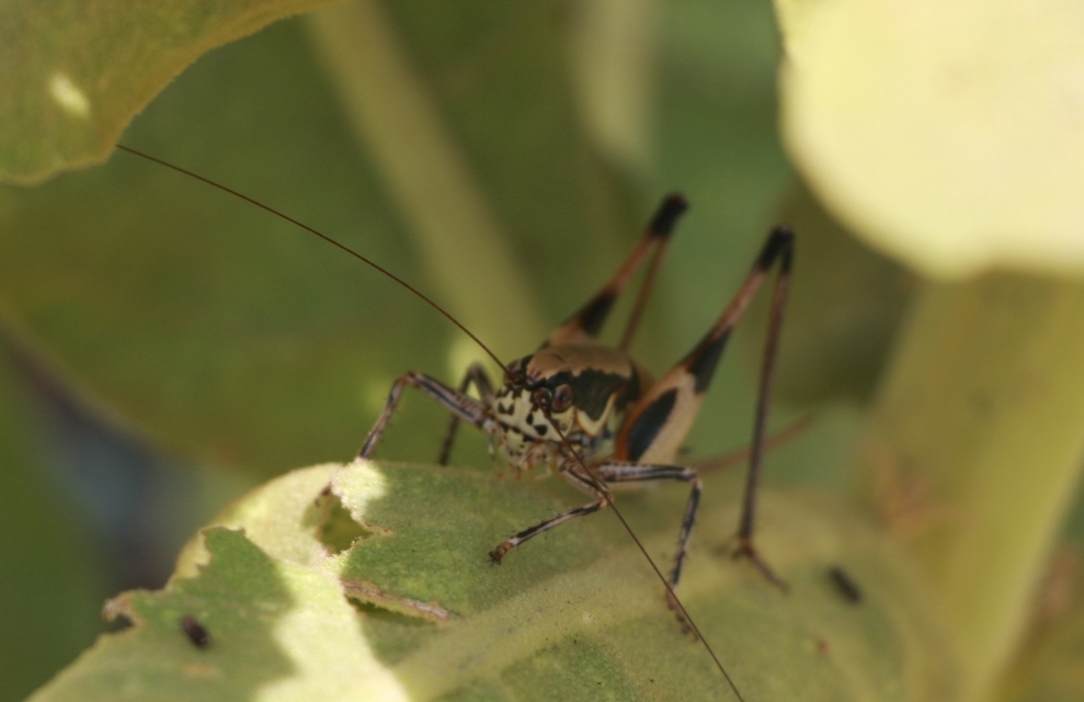 Eupholidoptera