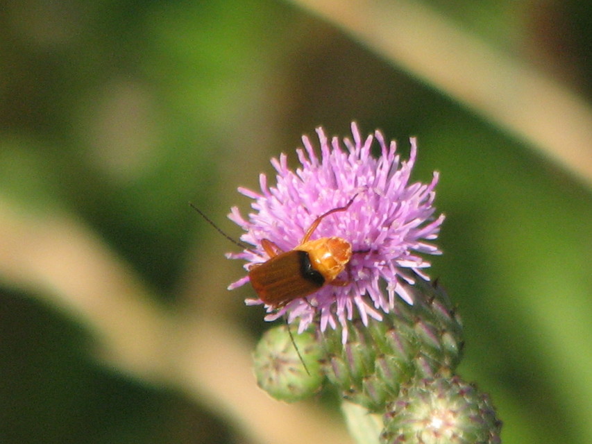 Rhagonycha fulva - feketevégű lágybogár
