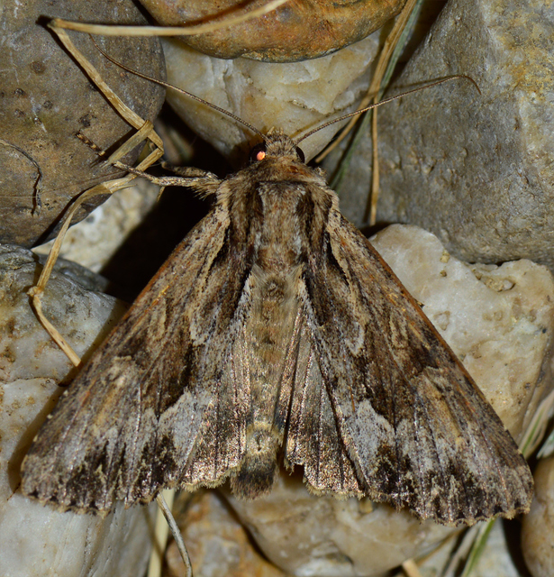 Apamea monoglypha - nagy dudvabagoly