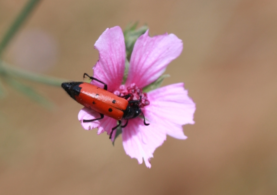 Mylabris quadripunctata quadripunctata Mylabris quadripunctata quadripunctata