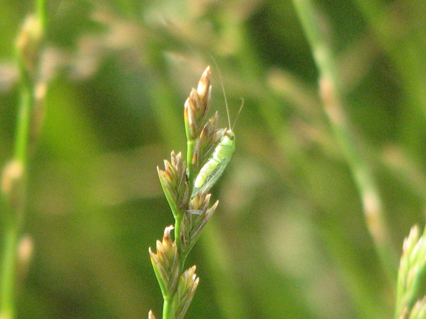 Chrysopidae - zöldfátyolkák