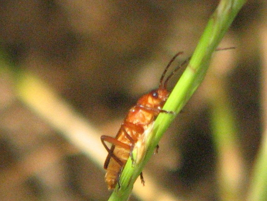 Rhagonycha fulva - feketevégű lágybogár