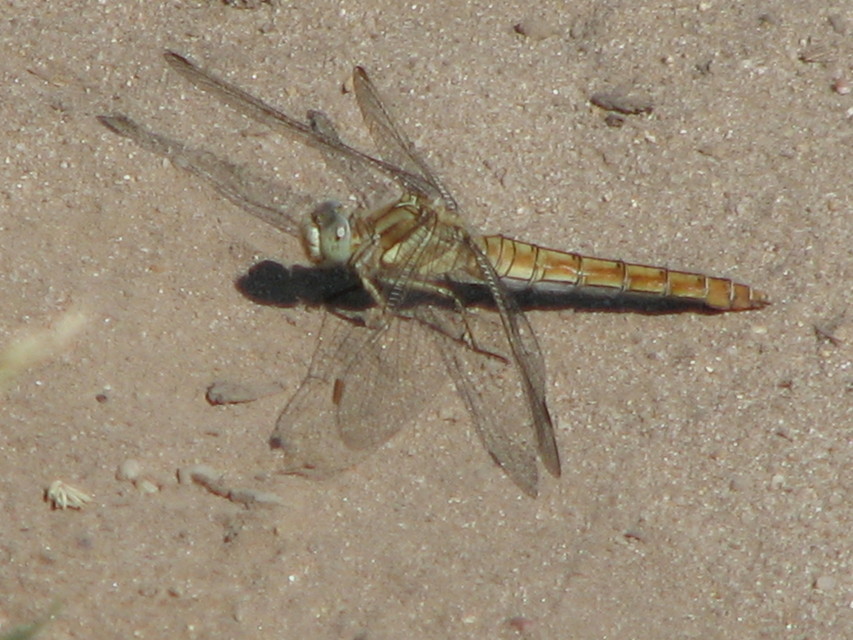 Orthetrum brunneum - pataki pásztorszitakötő