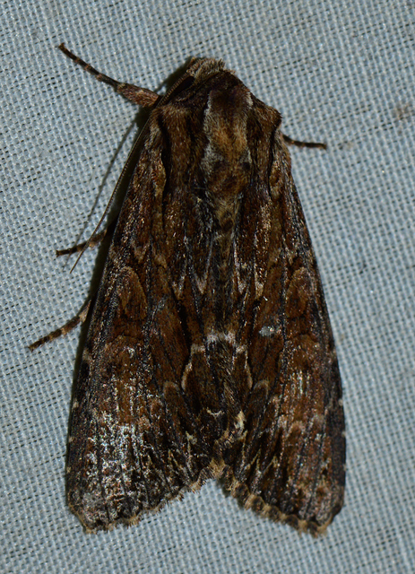 Apamea monoglypha - nagy dudvabagoly