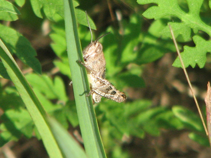 Calliptamus italicus - olaszsáska