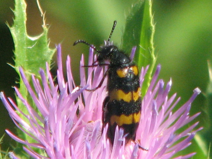 Mylabris variabilis - szalagos hólyaghúzó Mylabris variabilis - szalagos hólyaghúzó