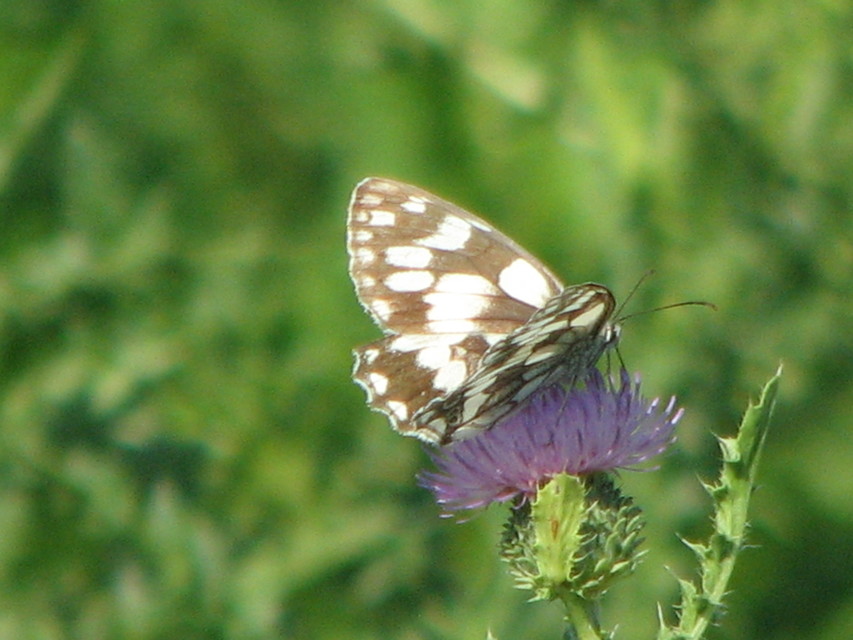Melanargia galathea - sakktáblalepke