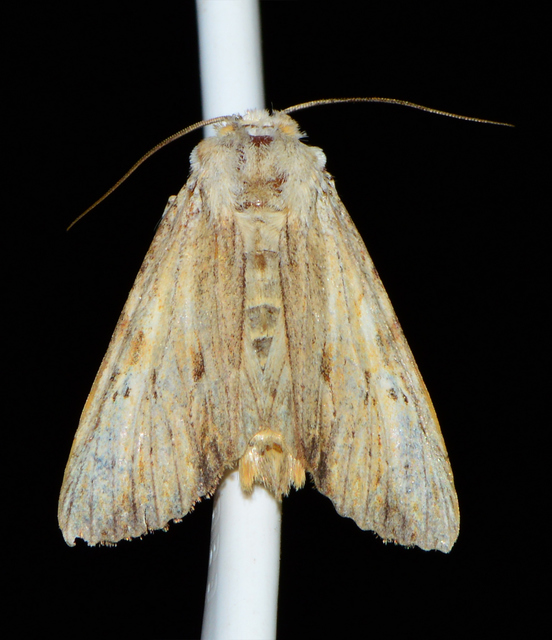 Apamea lithoxylaea - fakó dudvabagoly