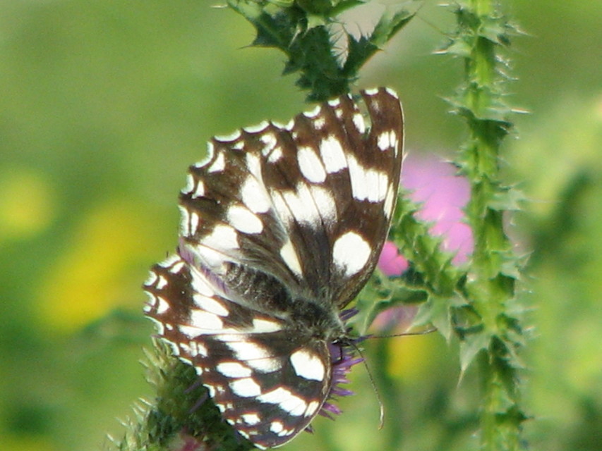 Melanargia galathea - sakktáblalepke