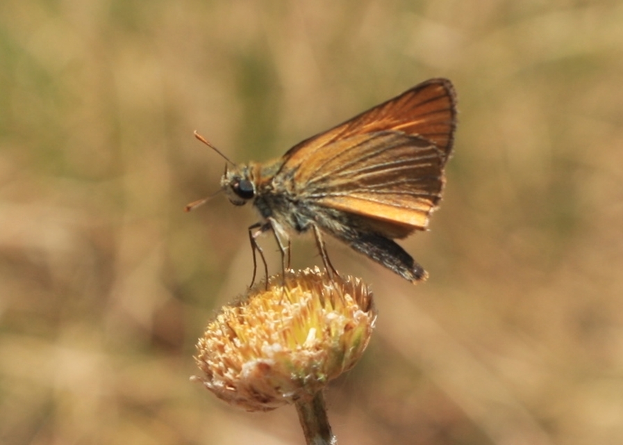 Thymelicus