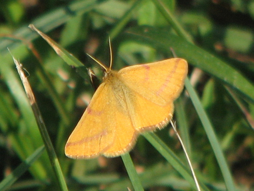 Lythria purpuraria - bíborsávos araszoló