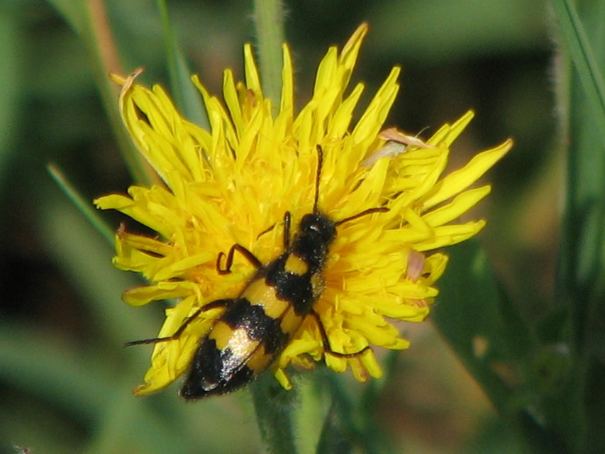 Mylabris variabilis - szalagos hólyaghúzó Mylabris variabilis - szalagos hólyaghúzó