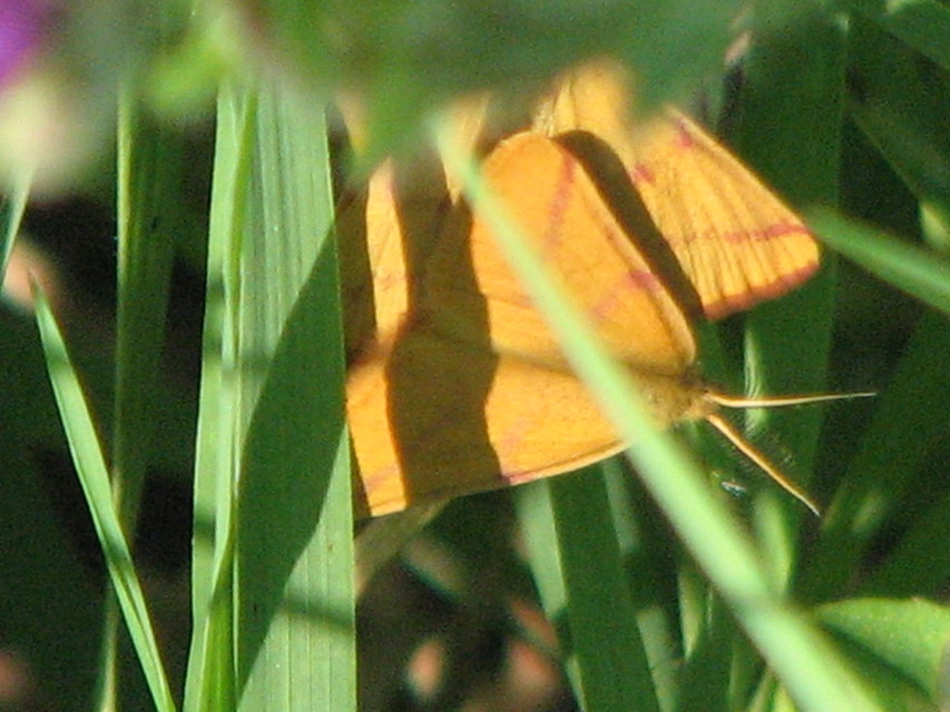 Lythria purpuraria - bíborsávos araszoló