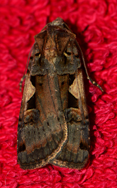 Xestia c-nigrum - c-betűs fűbagoly