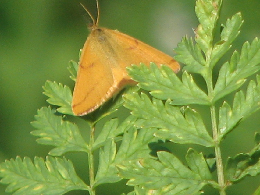 Lythria purpuraria - bíborsávos araszoló