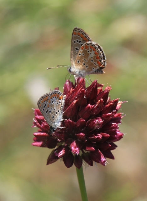 Aricia agestis - szerecsenboglárka