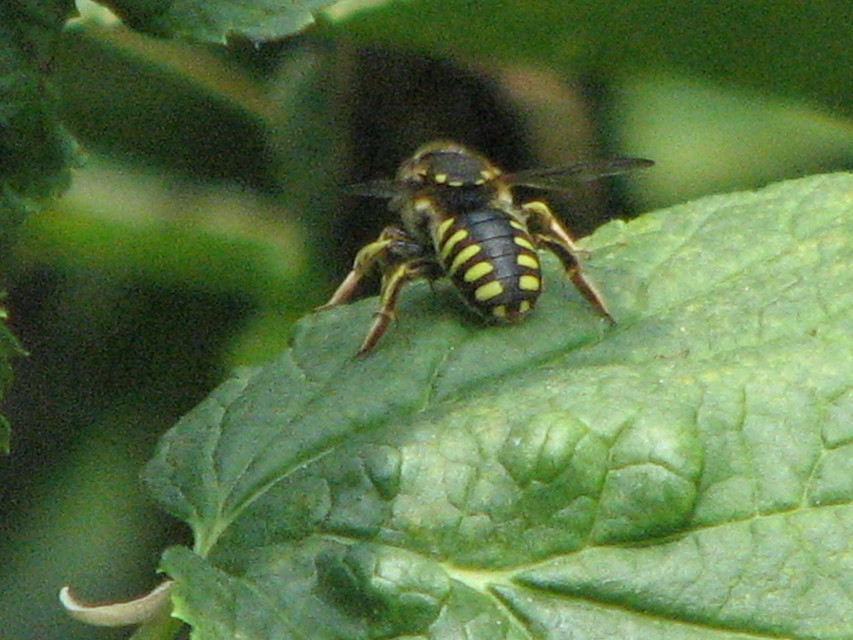 Anthidium