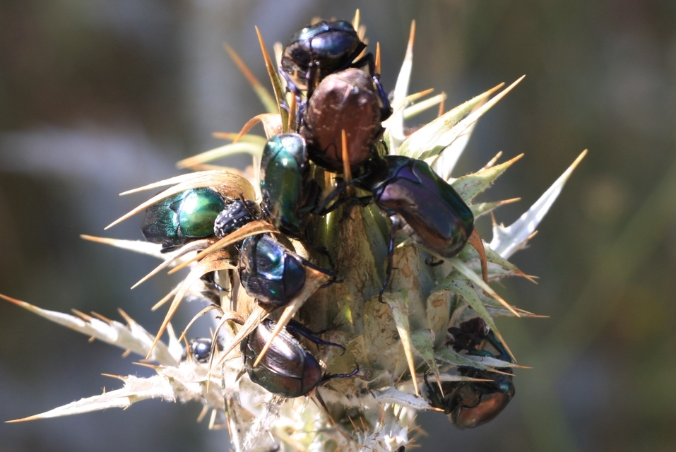 Protaetia angustata