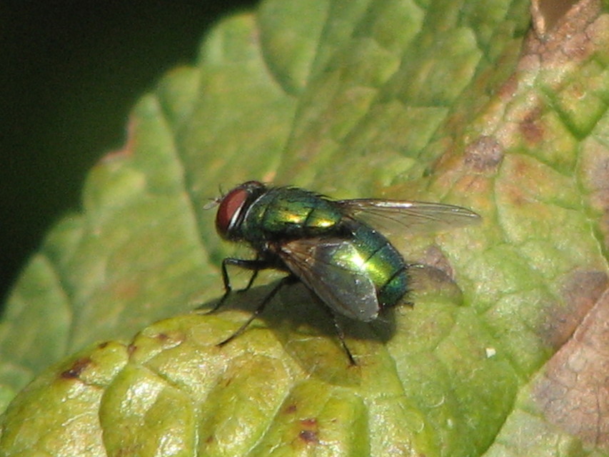 Lucilia