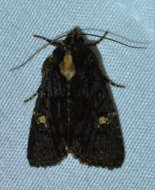 Mesapamea secalella/secalis