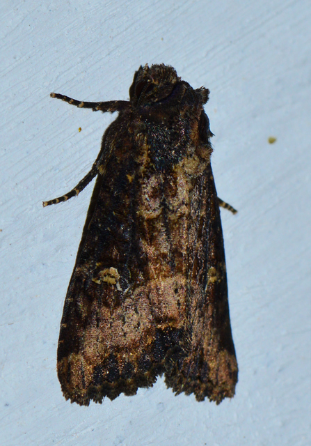 Mesapamea secalella/secalis