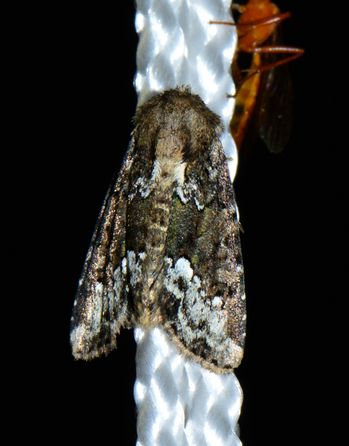 Oligia strigilis - kormos dudvabagoly