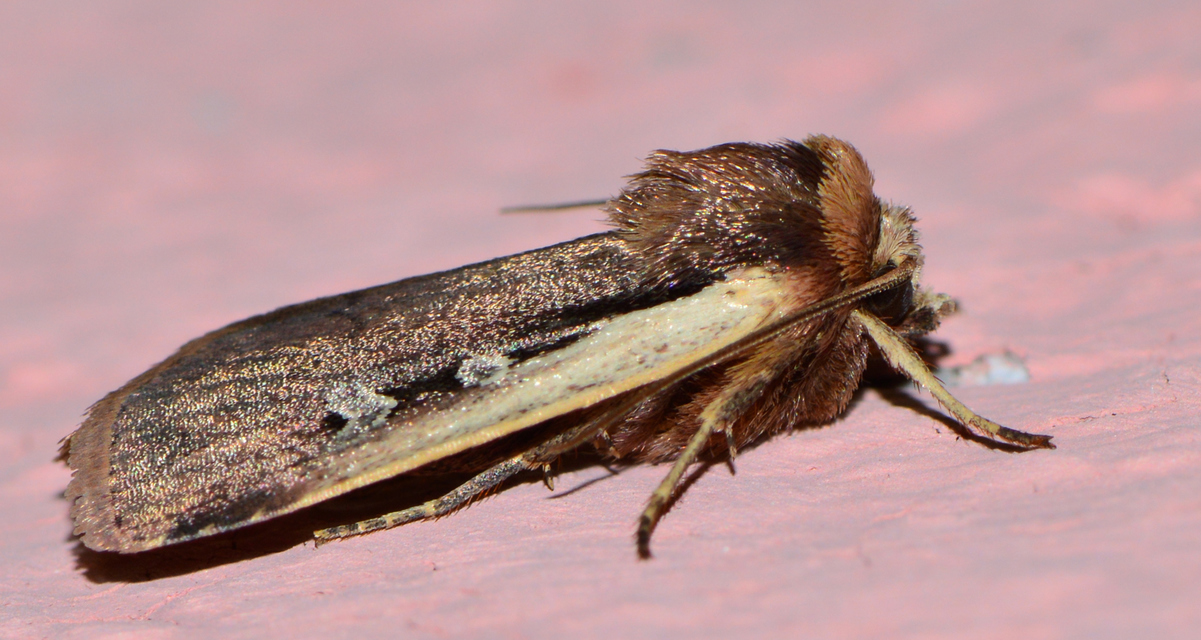 Ochropleura plecta - fehérszegélyű fűbagoly