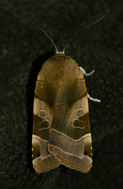 Noctua fimbriata - szélessávú sárgafűbagoly