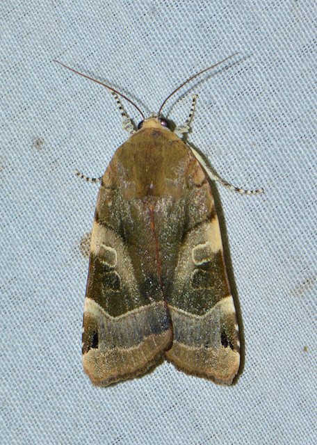 Noctua fimbriata - szélessávú sárgafűbagoly