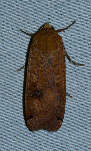 Noctua pronuba - nagy sárgafűbagoly