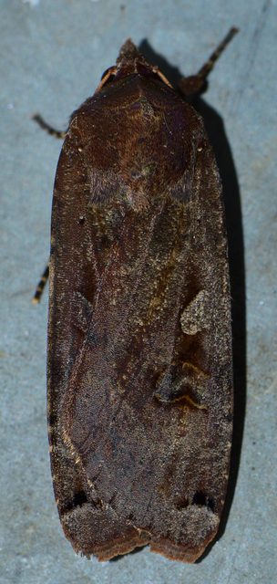 Noctua pronuba - nagy sárgafűbagoly