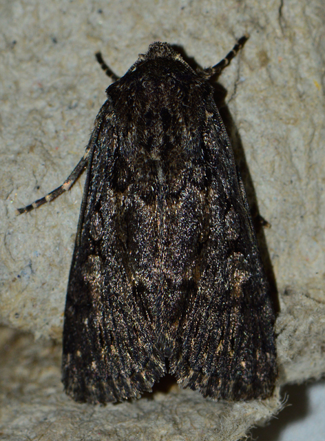 Dichagyris nigrescens - sötét földibagoly