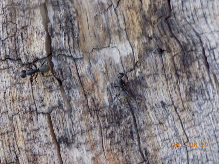 Camponotus vagus - fekete lóhangya