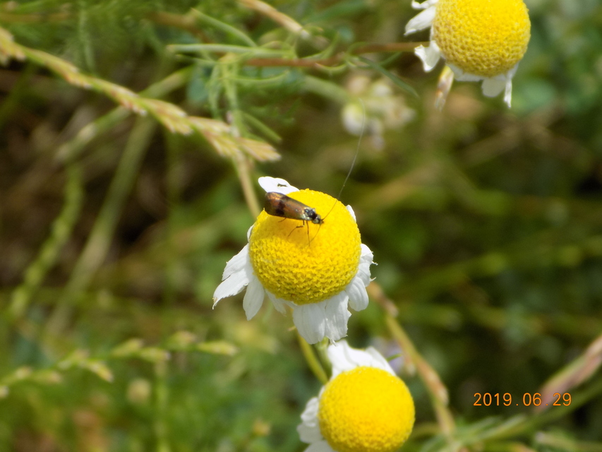 Adelidae - hosszúcsápú-tőrösmolyfélék