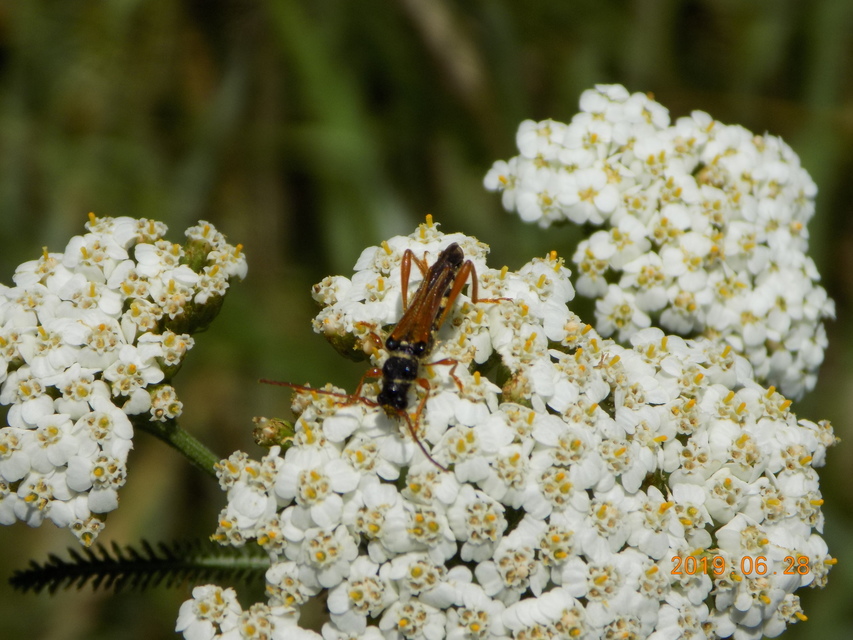 Stenopterus flavicornis - sárgacsápú keskenyfedőscincér
