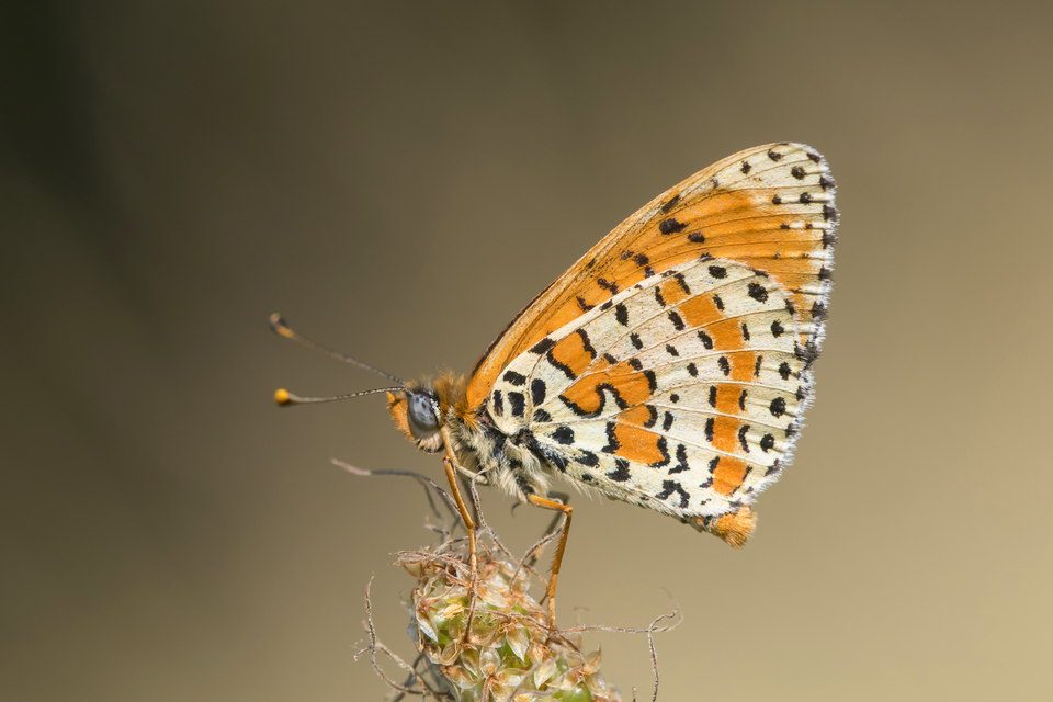 Melitaea didyma - tüzes tarkalepke