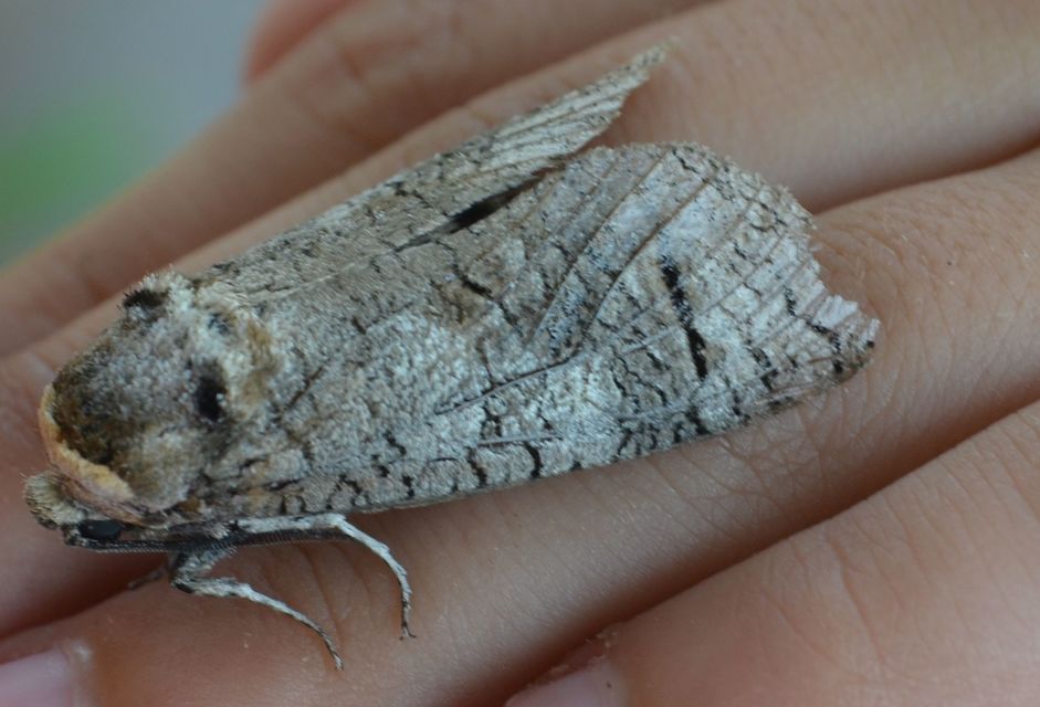 Cossus cossus - fűzfarontólepke
