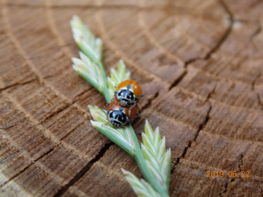 Hippodamia variegata - tizenhárompettyes katica