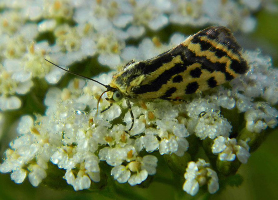 Emmelia trabealis - zebrabagoly