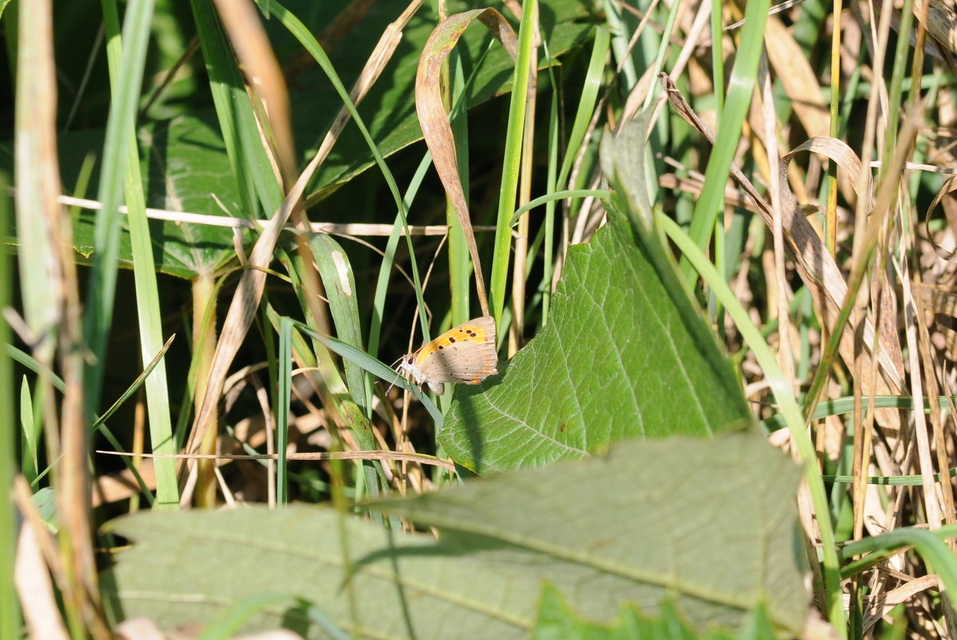 Lycaena phlaeas - közönséges tűzlepke