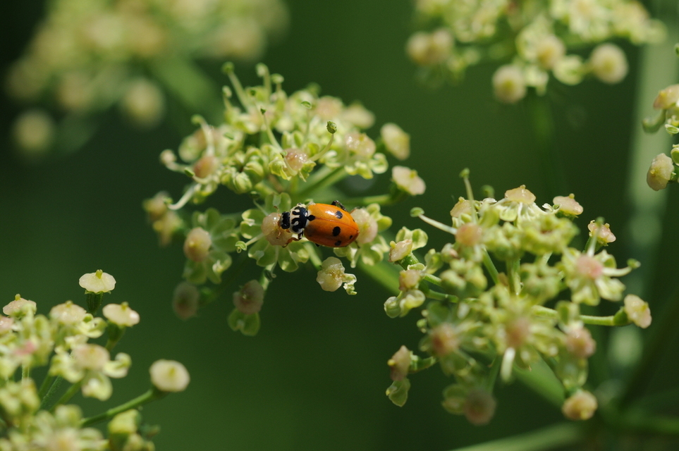 Hippodamia variegata - tizenhárompettyes katica