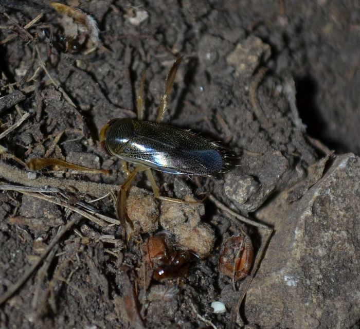 Corixa Corixa