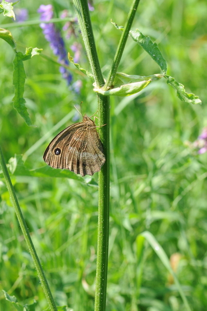 Minois dryas - fekete szemeslepke