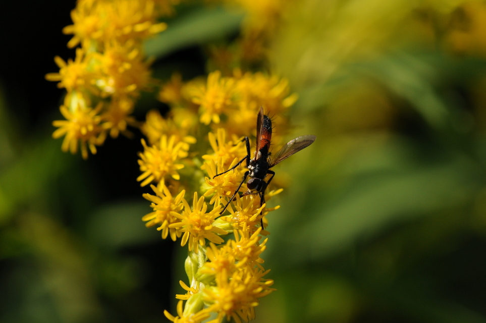 Cylindromyia