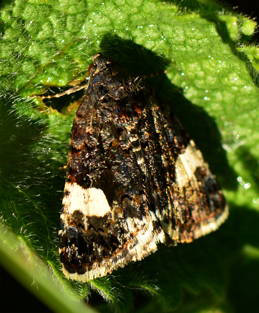 Tyta luctuosa - fekete nappalibagoly