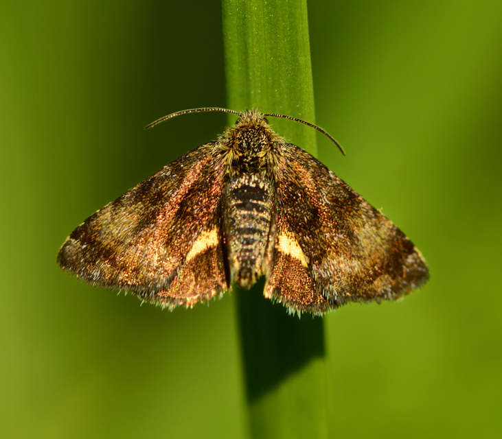 Panemeria tenebrata - apró sárgabagoly