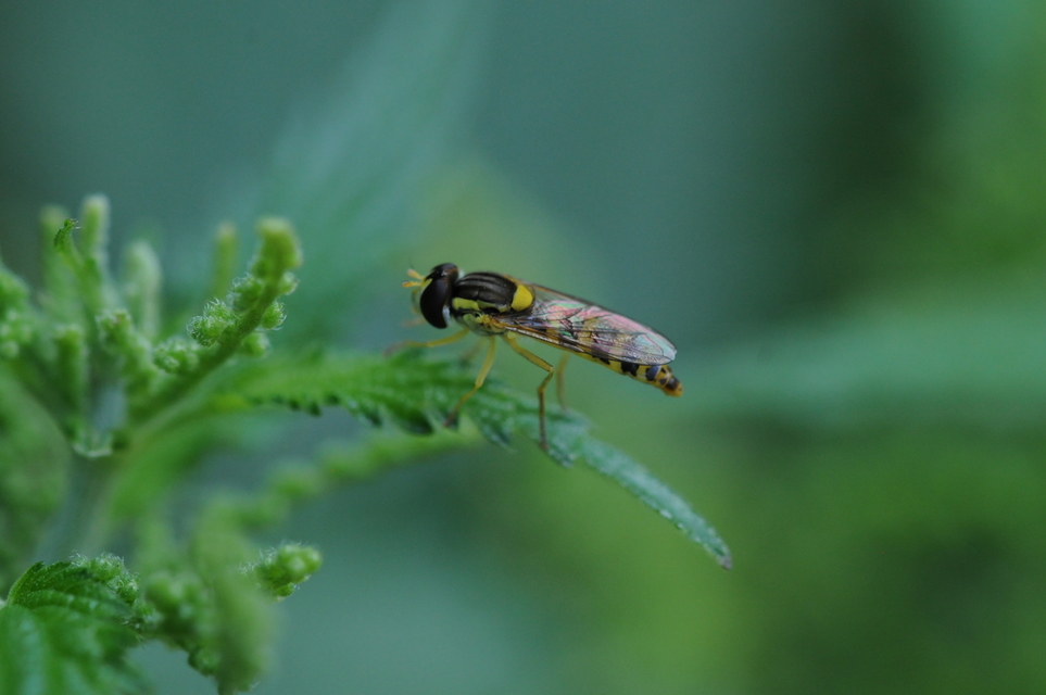 Sphaerophoria