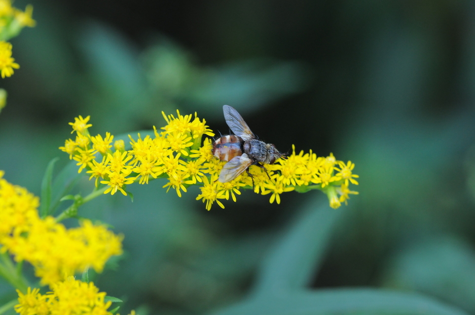 Tachinidae - fürkészlegyek