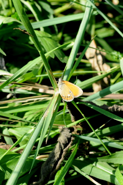 Coenonympha glycerion - közönséges szénalepke